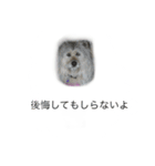 雑種ですけどなにか〜（個別スタンプ：2）