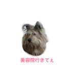 雑種ですけどなにか〜（個別スタンプ：3）