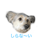 雑種ですけどなにか〜（個別スタンプ：4）