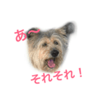 雑種ですけどなにか〜（個別スタンプ：5）