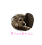 雑種ですけどなにか〜（個別スタンプ：8）