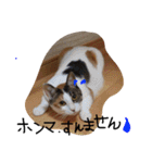 ねこむすめ(ФωФ)（個別スタンプ：1）