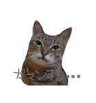 ねこむすめ(ФωФ)（個別スタンプ：2）