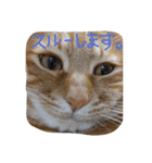 ねこむすめ(ФωФ)（個別スタンプ：3）