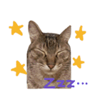 ねこむすめ(ФωФ)（個別スタンプ：4）
