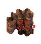ねこむすめ(ФωФ)（個別スタンプ：6）
