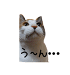 ねこむすめ(ФωФ)（個別スタンプ：7）