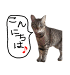 ねこむすめ(ФωФ)（個別スタンプ：8）