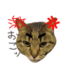 ねこむすめ(ФωФ)（個別スタンプ：9）