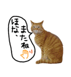 ねこむすめ(ФωФ)（個別スタンプ：12）
