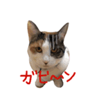 ねこむすめ(ФωФ)（個別スタンプ：14）