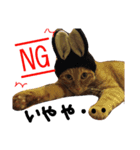 ねこむすめ(ФωФ)（個別スタンプ：20）