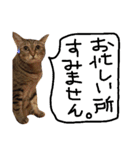 ねこむすめ(ФωФ)（個別スタンプ：21）