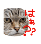 ねこむすめ(ФωФ)（個別スタンプ：22）