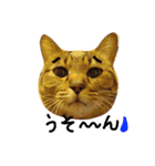 ねこむすめ(ФωФ)（個別スタンプ：23）
