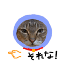 ねこむすめ(ФωФ)（個別スタンプ：24）