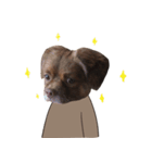 Chocolate is a funny dog.（個別スタンプ：1）