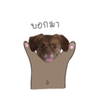 Chocolate is a funny dog.（個別スタンプ：5）