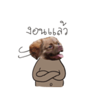 Chocolate is a funny dog.（個別スタンプ：19）