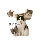 ねこだらけやん（個別スタンプ：1）