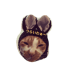 ねこだらけやん（個別スタンプ：2）