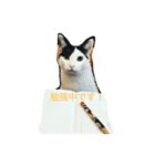 ねこだらけやん（個別スタンプ：3）