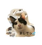 ねこだらけやん（個別スタンプ：6）