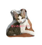 ねこだらけやん（個別スタンプ：7）