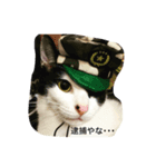 ねこだらけやん（個別スタンプ：8）