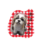 シーズーぴぃちちゃん②（個別スタンプ：1）