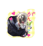 シーズーぴぃちちゃん②（個別スタンプ：2）