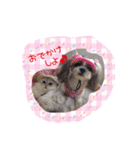 シーズーぴぃちちゃん②（個別スタンプ：5）