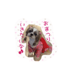シーズーぴぃちちゃん②（個別スタンプ：6）