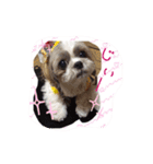 シーズーぴぃちちゃん②（個別スタンプ：7）