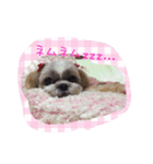 シーズーぴぃちちゃん②（個別スタンプ：8）