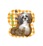シーズーぴぃちちゃん②（個別スタンプ：9）