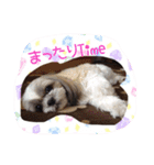 シーズーぴぃちちゃん②（個別スタンプ：11）