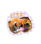 シーズーぴぃちちゃん②（個別スタンプ：12）