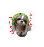 シーズーぴぃちちゃん②（個別スタンプ：14）