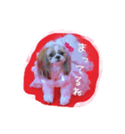 シーズーぴぃちちゃん②（個別スタンプ：20）
