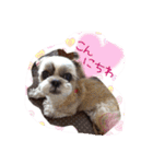 シーズーぴぃちちゃん②（個別スタンプ：21）