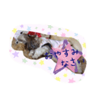 シーズーぴぃちちゃん②（個別スタンプ：22）