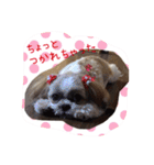 シーズーぴぃちちゃん②（個別スタンプ：24）