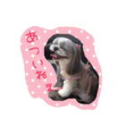 シーズーぴぃちちゃん②（個別スタンプ：25）