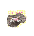 シーズーぴぃちちゃん②（個別スタンプ：28）