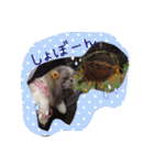 シーズーぴぃちちゃん②（個別スタンプ：29）
