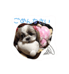 シーズーぴぃちちゃん②（個別スタンプ：30）