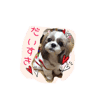 シーズーぴぃちちゃん②（個別スタンプ：32）
