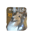 アルファライフ（個別スタンプ：2）