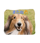 アルファライフ（個別スタンプ：4）